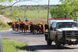 13043513_702338253242609_461599754848668445_n