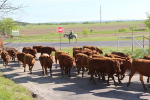 13095899_702338516575916_5057252887212478890_n