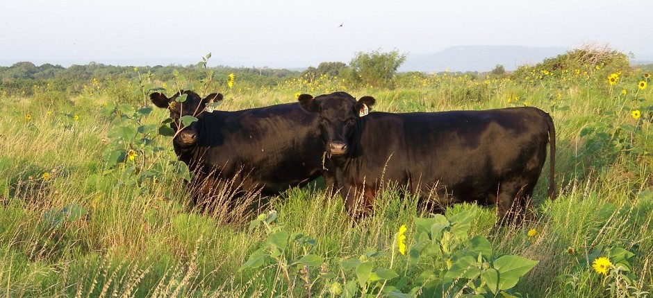 Holt River Ranch Custom Heifer Development