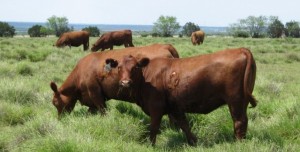 Holt River Ranch Red Heifers